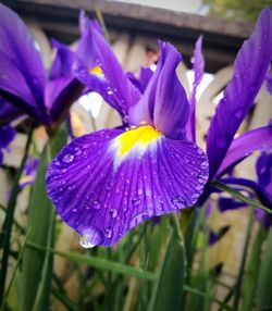 Close-up of wet purple flowers blooming outdoors