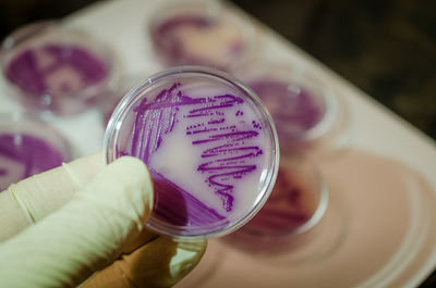 Close-up of hand holding petri dish at laboratory