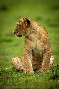 Full length of a cat