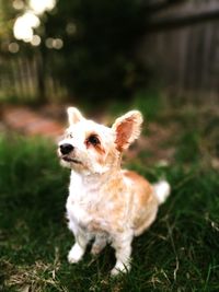 Close-up of dog on grass