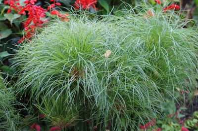 Close-up of plants