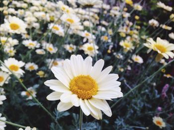 Close-up of daisy flowers