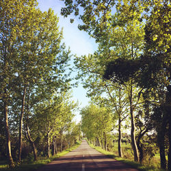 Empty road along trees