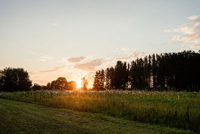 Trees on field against sky during sunset