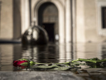 Red rose floating on water