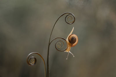 Close-up of snail on metal