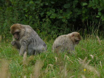 Monkeys on a field