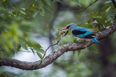 Bird perching on branch