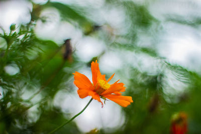 Close-up of orange flower plant