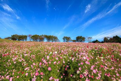 View of flowers growing in field