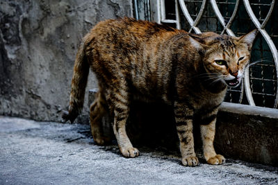 Portrait of a cat looking away - one eye closed