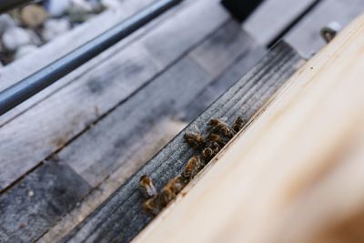 Close-up of bee on wood