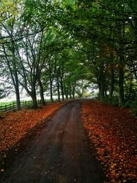 Road amidst trees during autumn