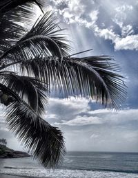 Low angle view of palm trees against cloudy sky