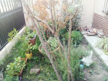 Close-up of plants against blurred background