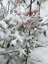 Close-up of white cherry blossom tree