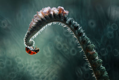 Close-up of ladybug on plant