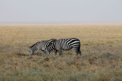 Zebra standing on field against sky
