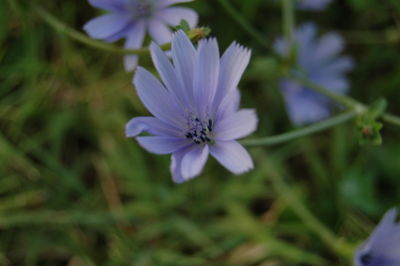 Close-up of purple flower blooming outdoors