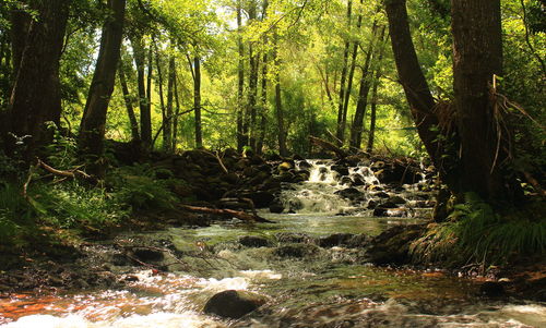 Stream amidst trees in forest