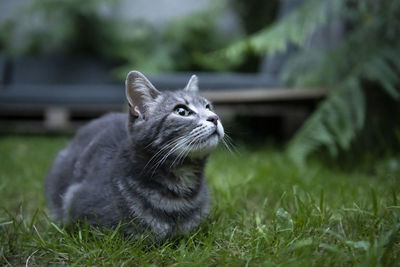 Close-up of cat