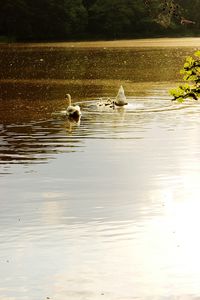 Ducks in lake