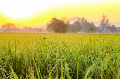 Crops growing on field against sky