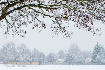 Trees on snow covered field against sky