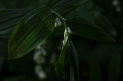 Close-up of green plant