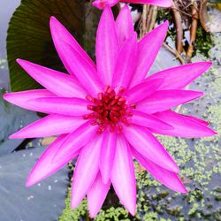 Close-up of pink flower blooming outdoors