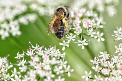 Close-up of bee on flower