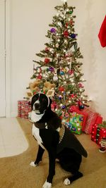 Dog on christmas tree at home