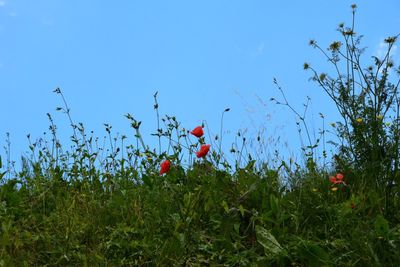 Low angle view of red poppies on field