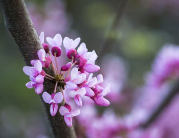 Close-up of insect on pink flower