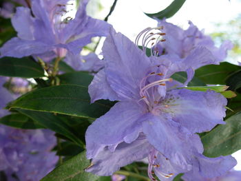 Close-up of purple flowers