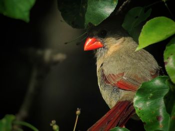 Close-up of bird perching on branch