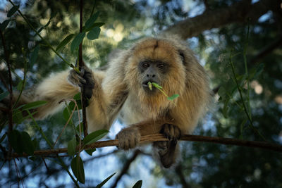 Low angle view of monkey sitting on tree