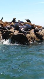 View of birds in sea against clear sky