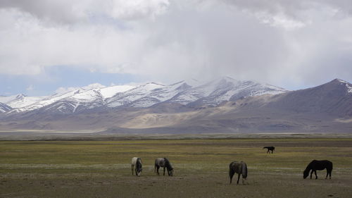 Horses in a field