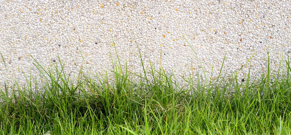 Full frame shot of fresh plants on land