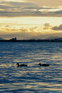 Swans swimming in sea against sky during sunset