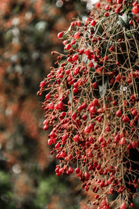 Close-up of plant