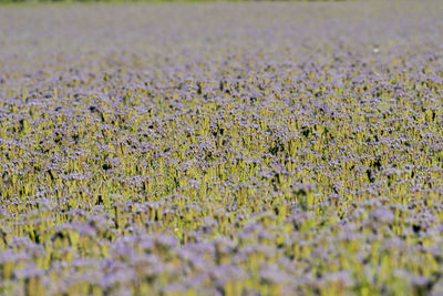 View of flowering plants on field