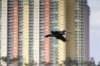 View of pelican flying in city