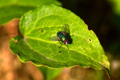 Close-up of insect on leaf