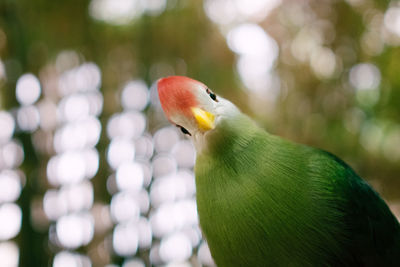 Close-up of bird