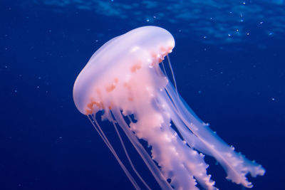 Jellyfish swimming in sea