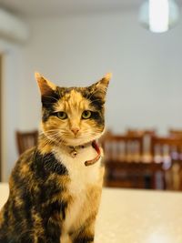 Close-up portrait of a cat at home