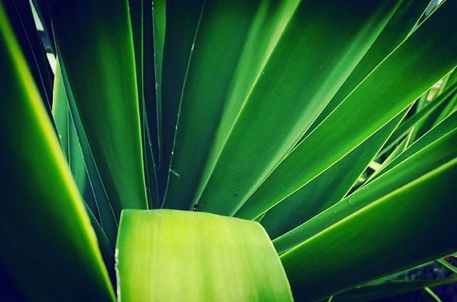 green color, close-up, growth, plant, indoors, no people, nature, green, day, leaf, focus on foreground, backgrounds, full frame, selective focus, metal, beauty in nature, in a row, detail, grass