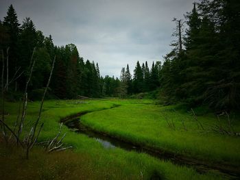 Trees on grassy field